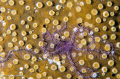   Brittle star coral nikon d7000 60mm macro ikelite housing inon strobe light motion focus light.  